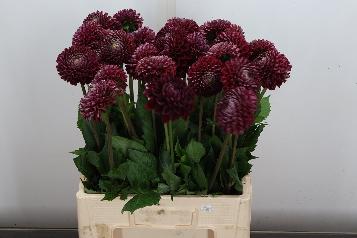 Dahlia Cornel 60cm