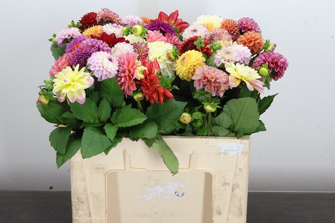 Dahlia Mix 50cm