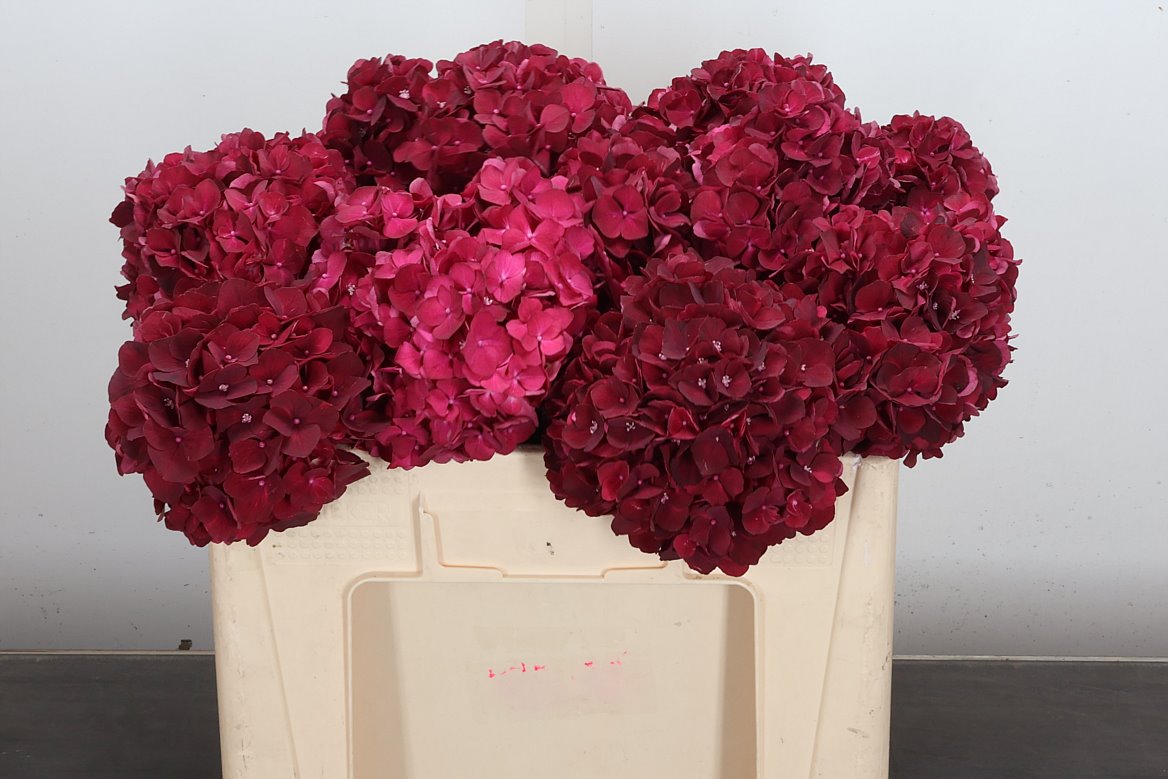 Hydrangea Dark Ruby 50cm 15-17cm Hd