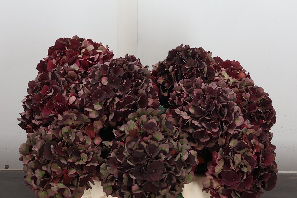 Hydrangea Dark Ruby Classic 40cm 14-16cm Hd