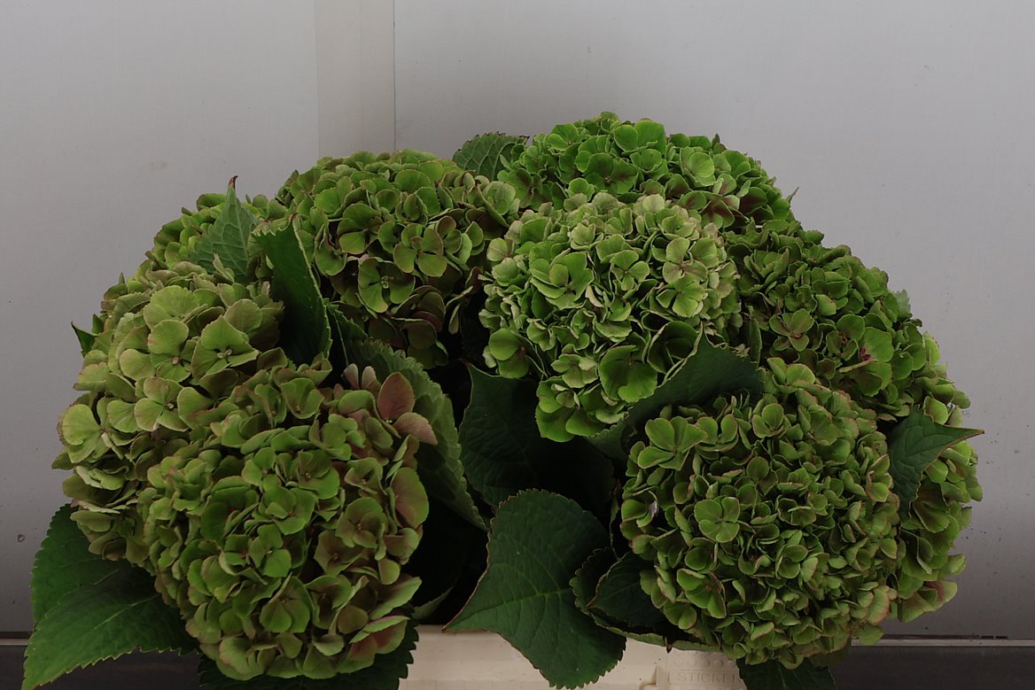 Hydrangea My Beautiful Rio Classic 40cm 14-16cm Hd