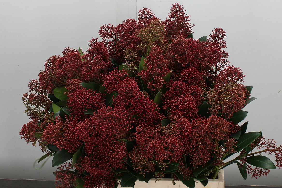 Skimmia Japonica Rubella Per Bunch 45cm