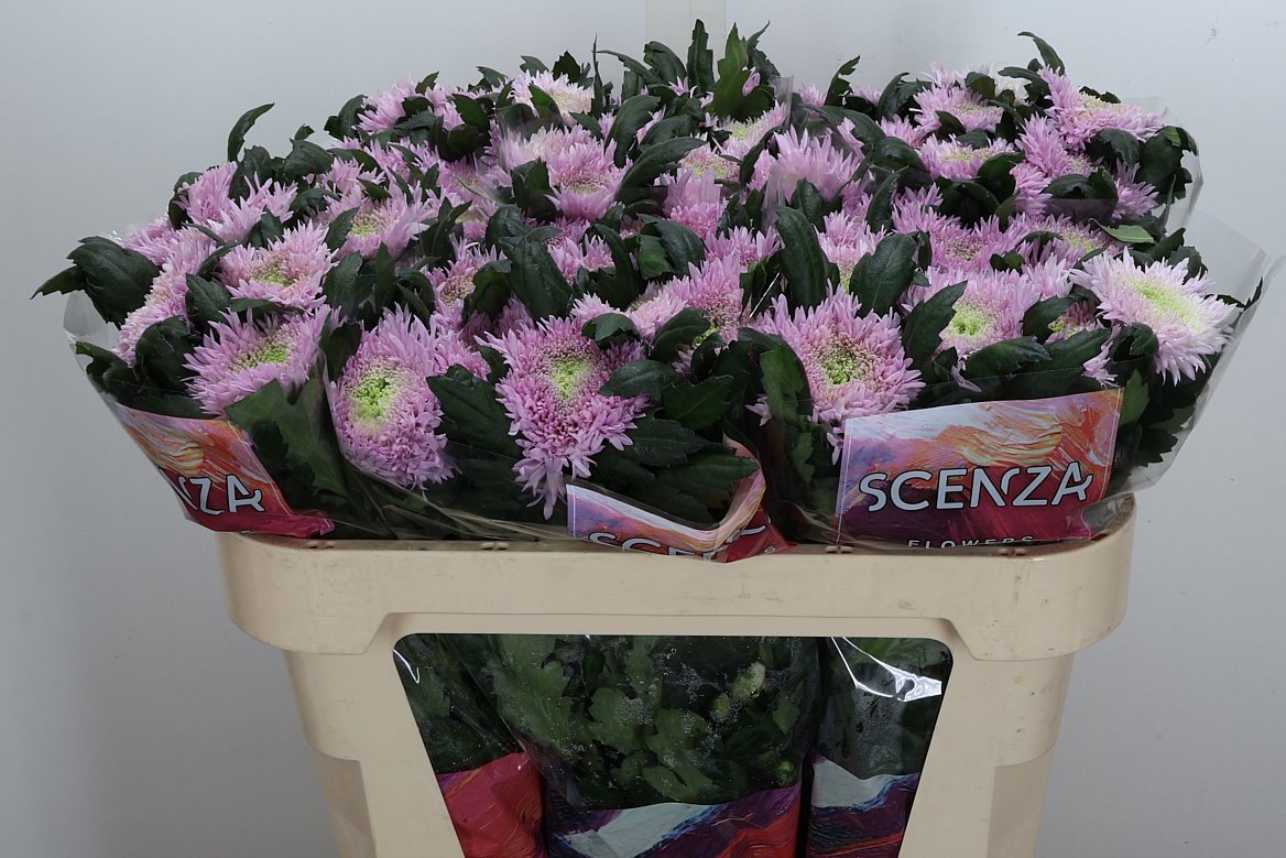 Chrysanth Single Etrusko 70cm 65gr.