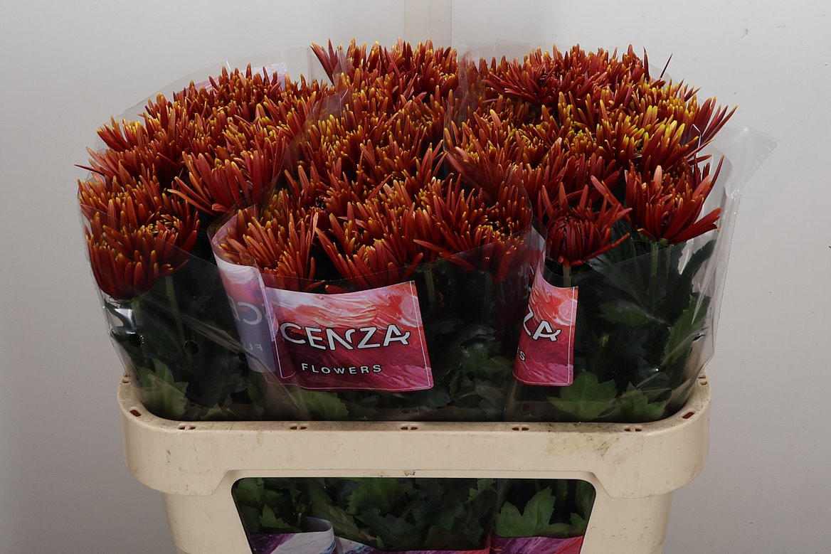 Chrysanth Single Saffina Dark 70cm 65gr.