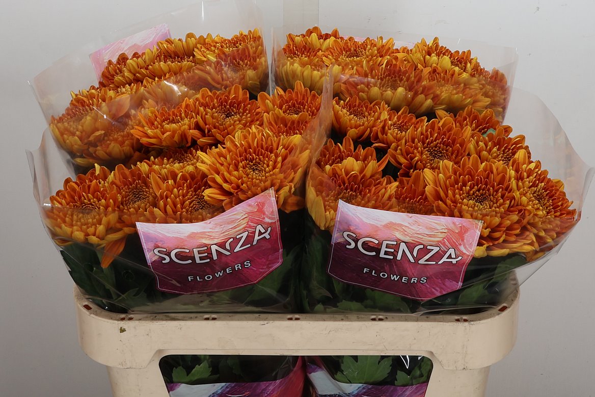 Chrysanth Single Bellavista 70cm 65gr.