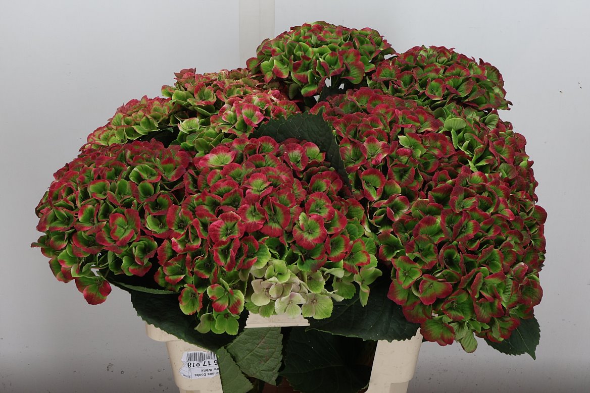 Hydrangea Amathyst Classic 60cm 16-18cm Hd