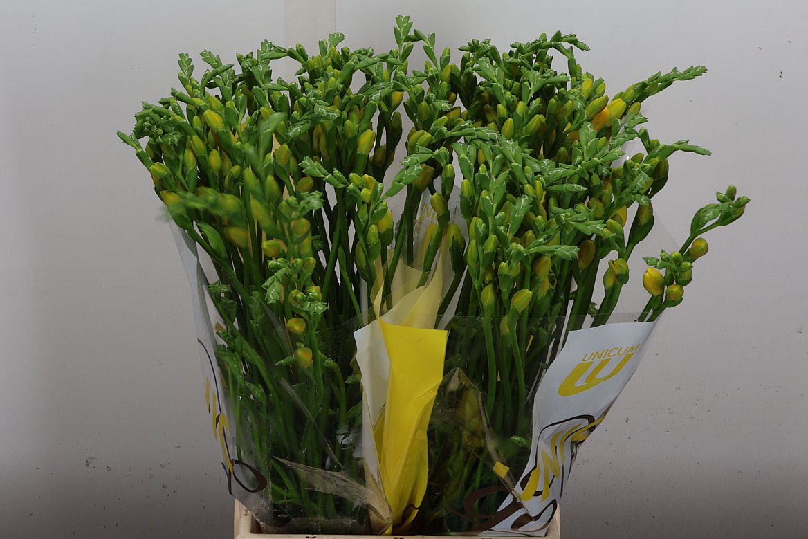 Freesia Double Soleil 50cm 20gr.