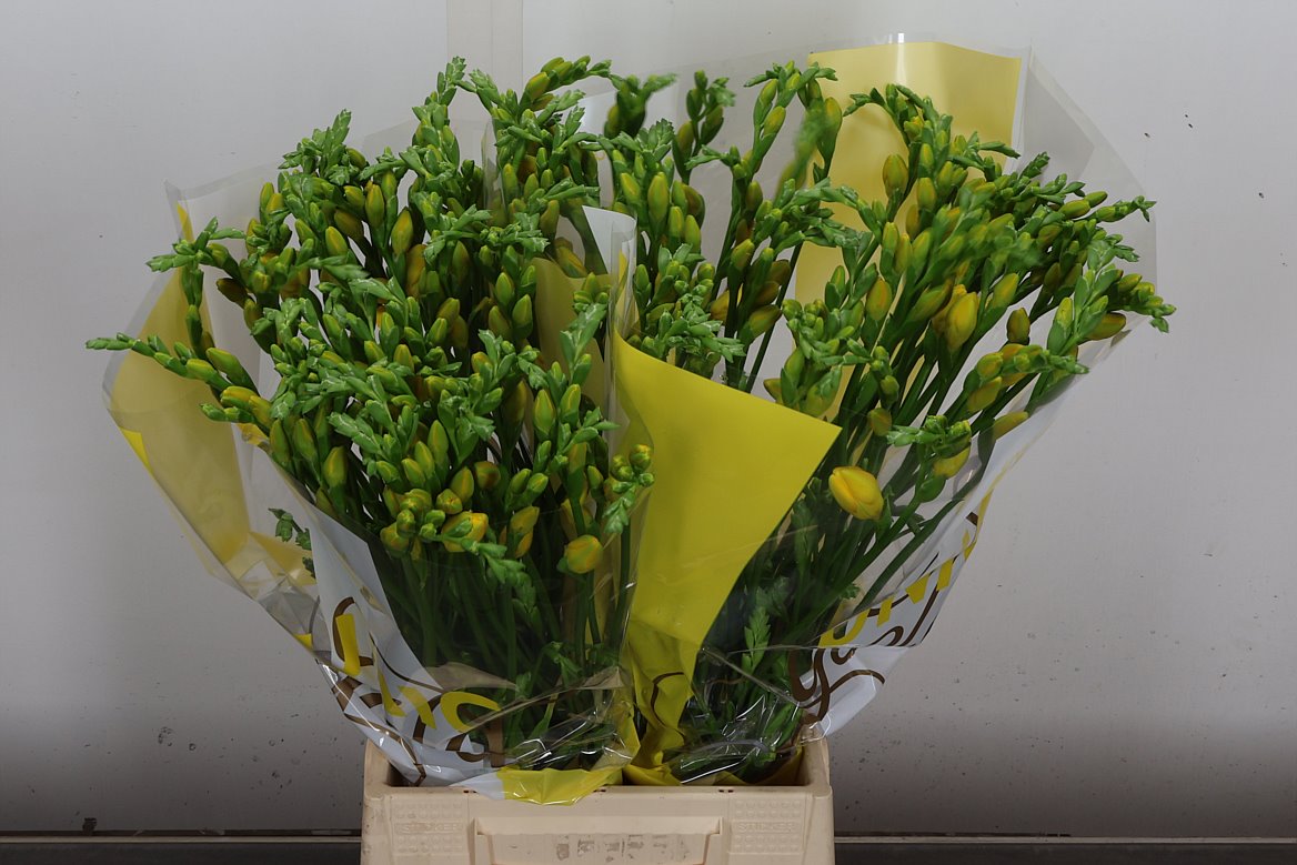 Freesia Double Soleil 50cm 20gr.