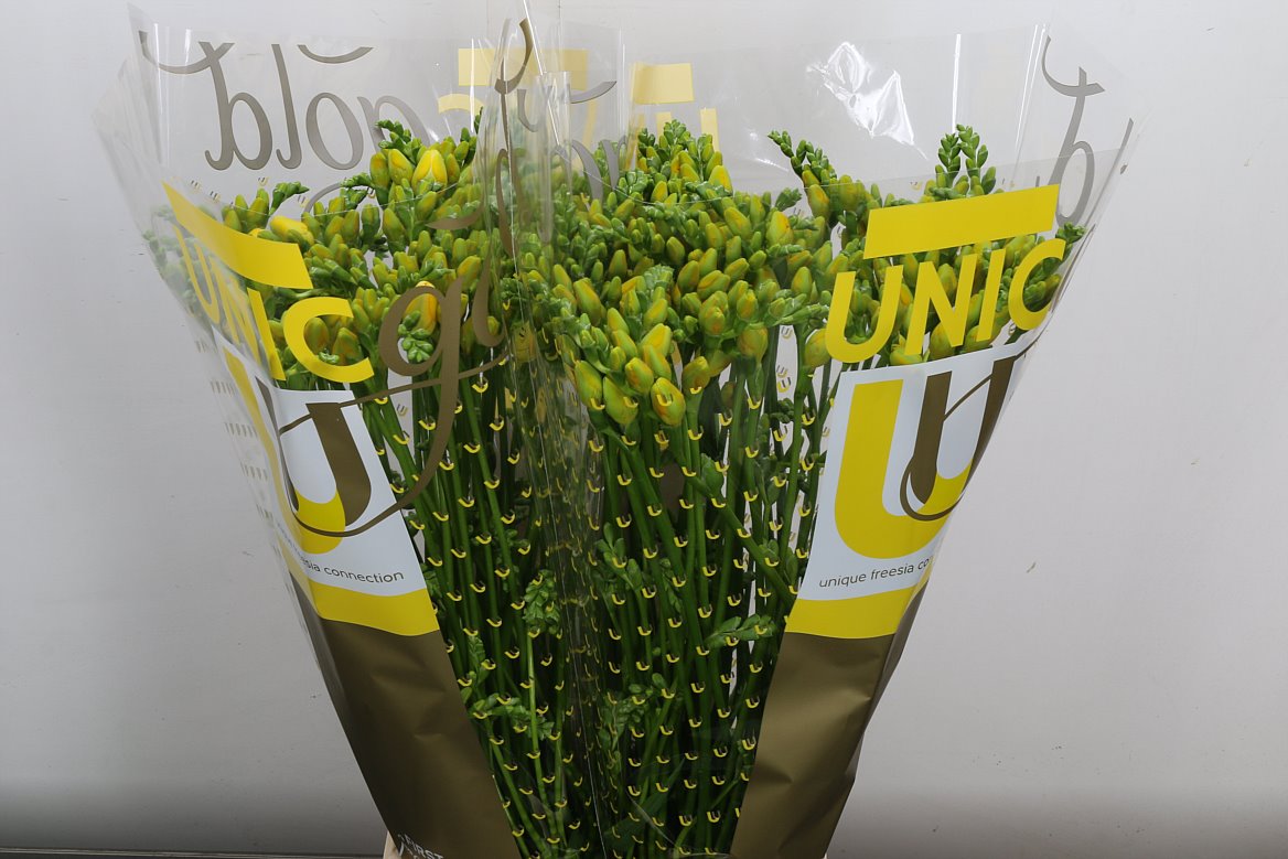 Freesia Double Soleil 50cm 20gr.