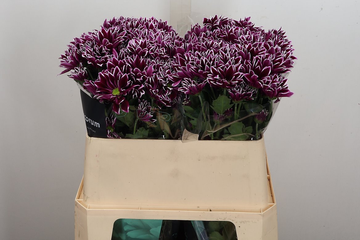 Chrysanth Spray Bolte 70cm 85gr.