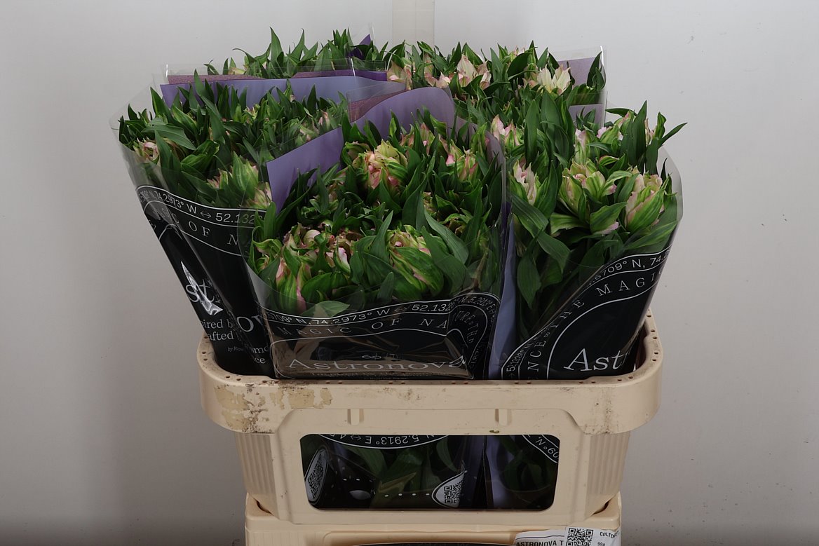 Alstroemeria Astronova Thabit 70cm 75gr.