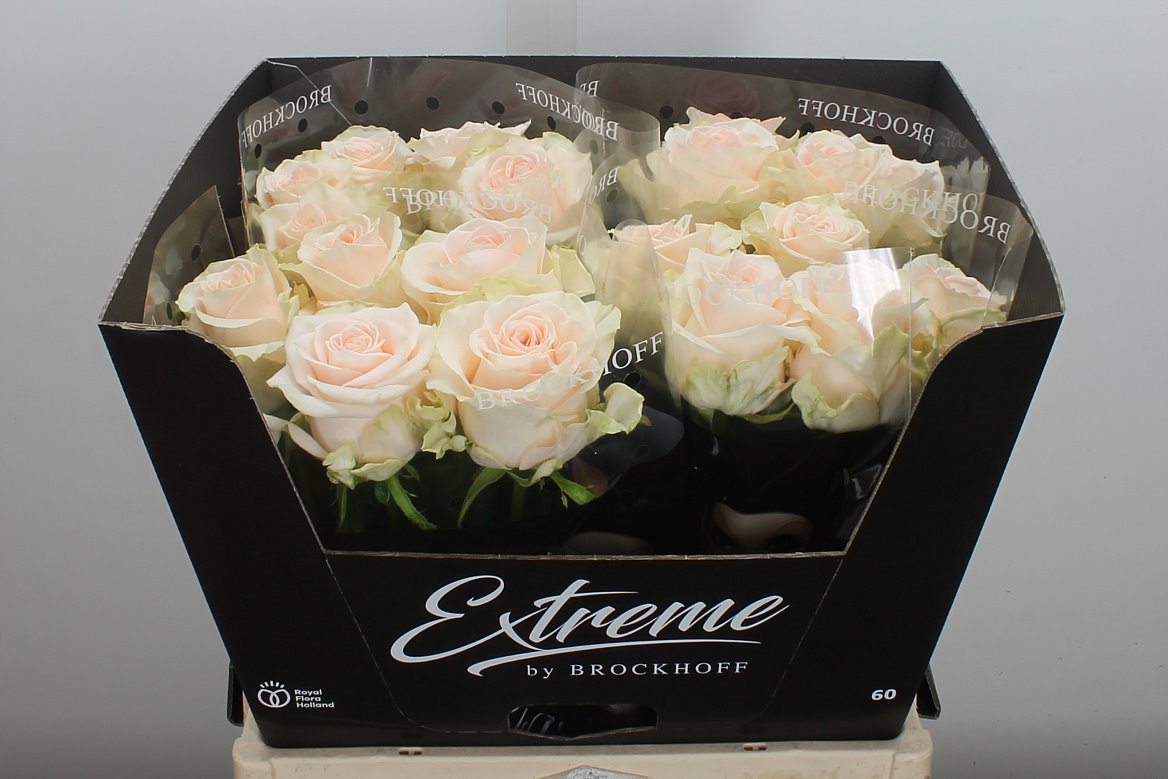 Rosa Sweet Caroline 60cm