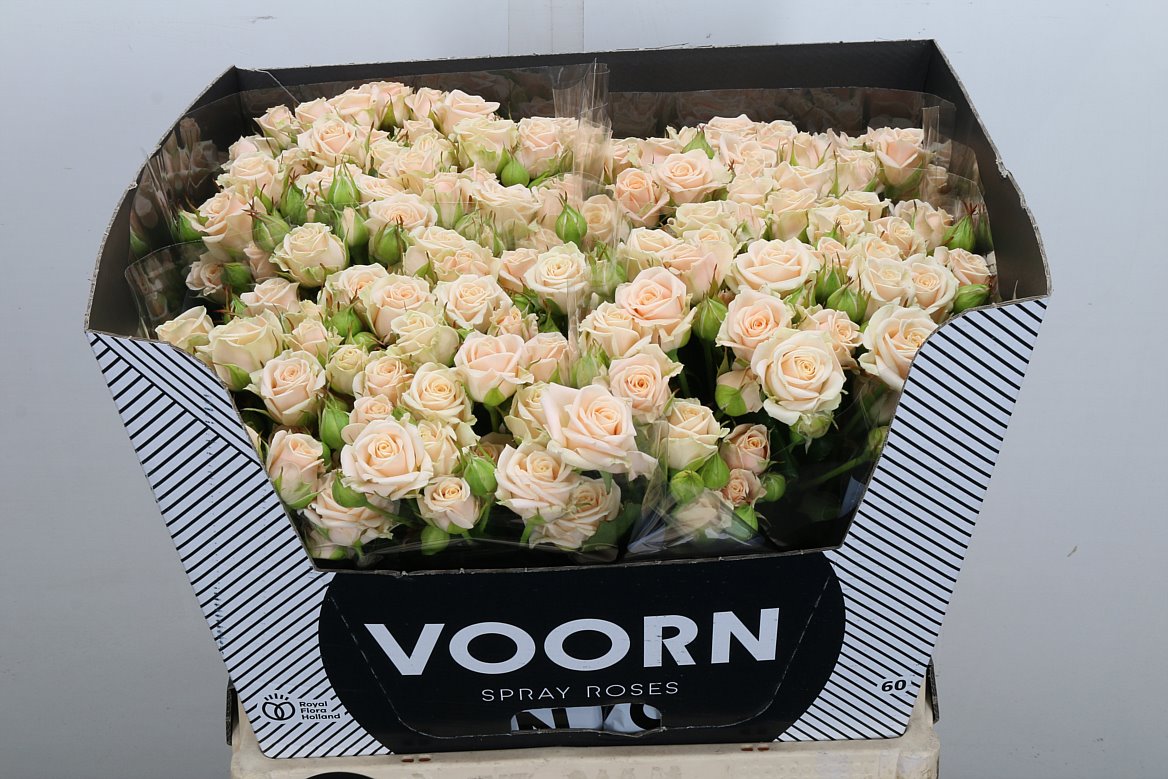 Rosa Spray Tanja 60cm 5+