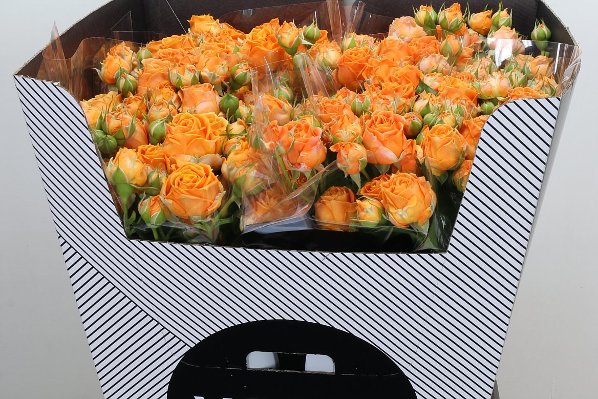 Rosa Spray Coral Bubbles 70cm 5+