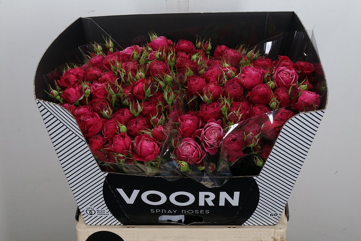 Rosa Spray Party Trendsetter 60cm 5+
