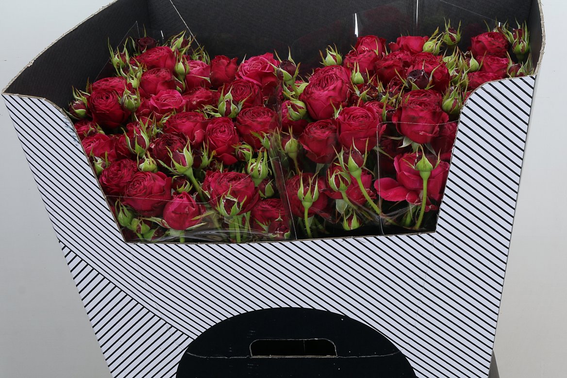 Rosa Spray Party Trendsetter 70cm 5+