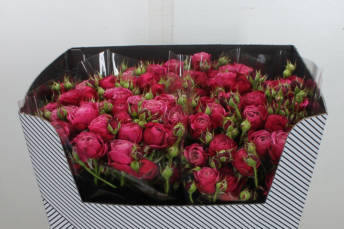 Rosa Spray Party Trendsetter 70cm