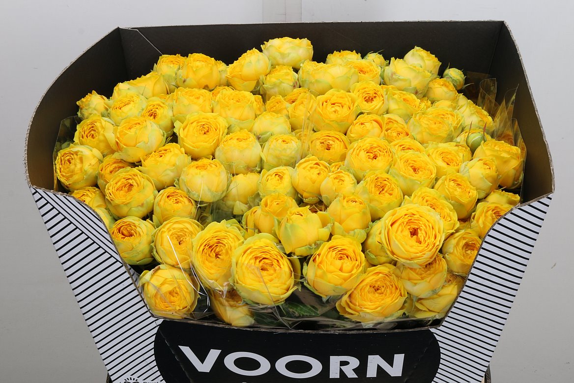 Rosa Spray Luna Trendsetter 60cm 5+
