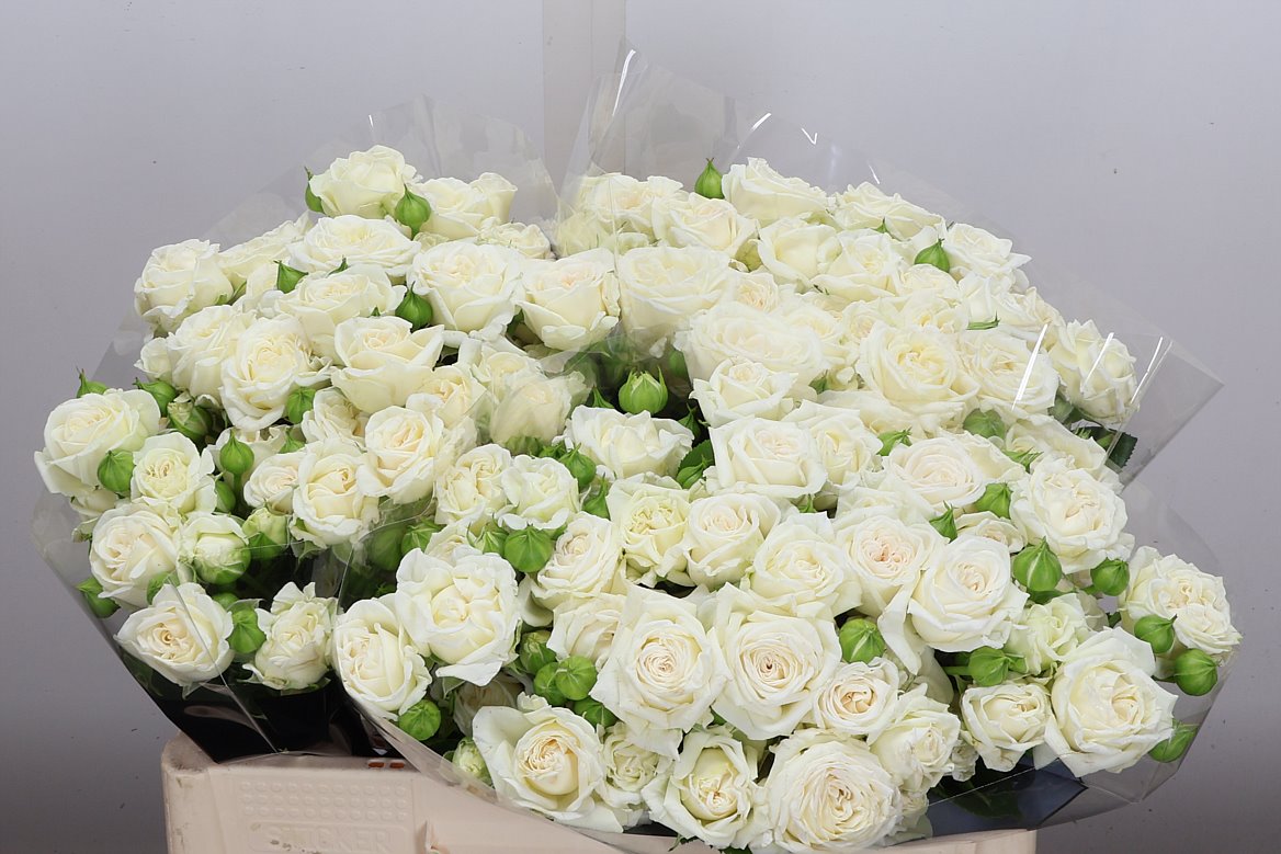 Rosa Spray Bridal Flow 50cm 4+