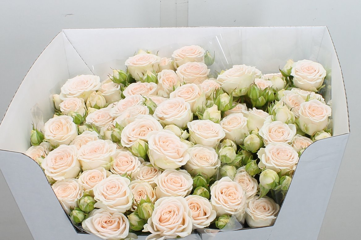 Rosa Spray Sweet Sofie 60cm 5+