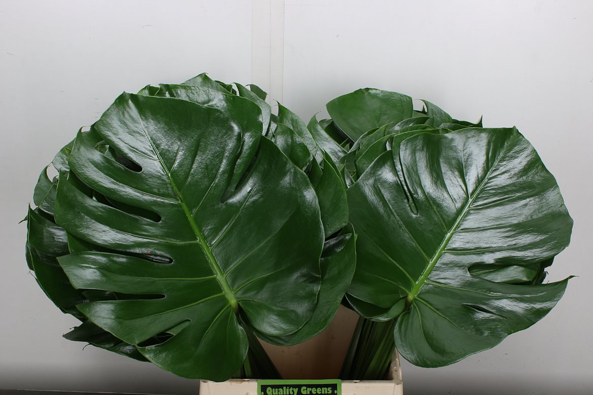 Monstera Leaf 55cm 27cm Hd