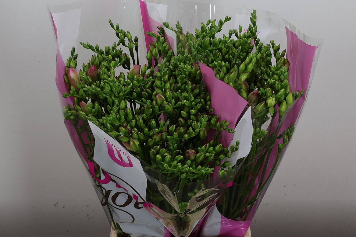 Freesia Double Rosario 50cm 20gr.