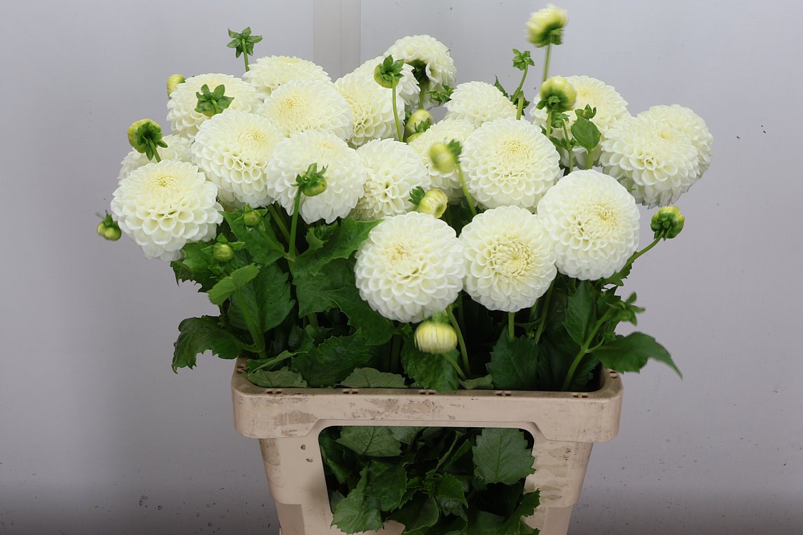 Dahlia Reycroft Jan 55cm