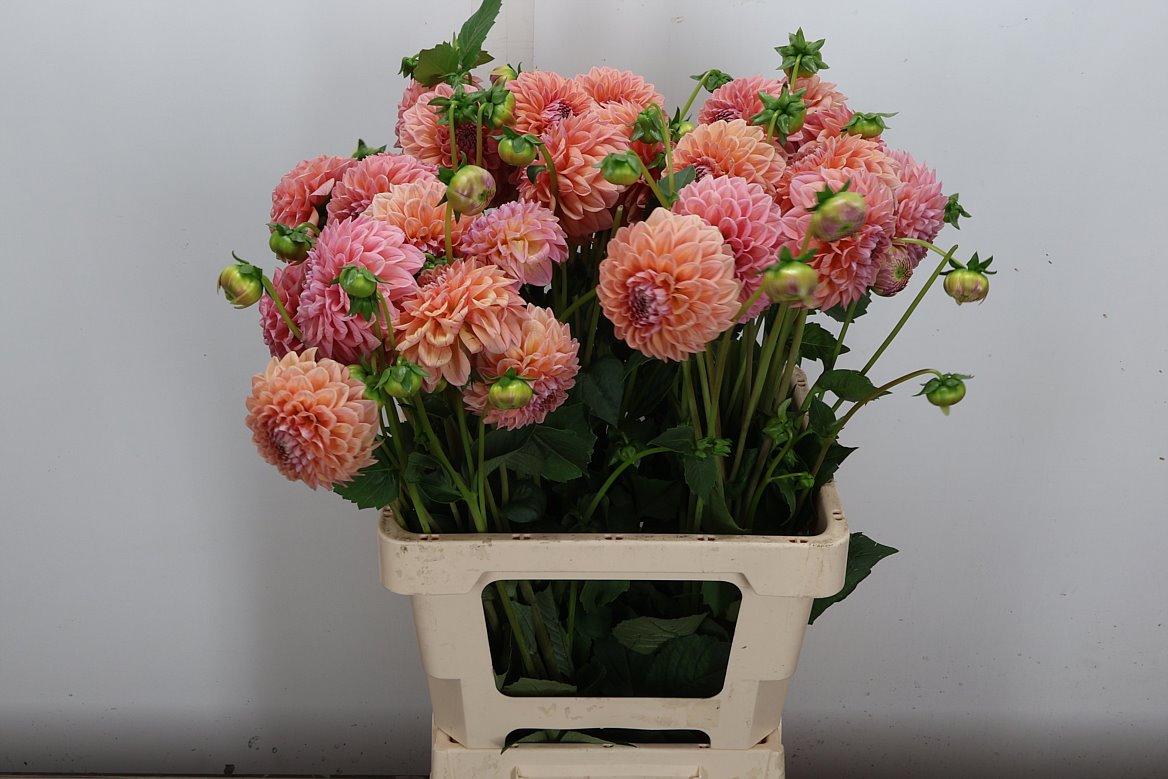 Dahlia Linda's Baby 60cm