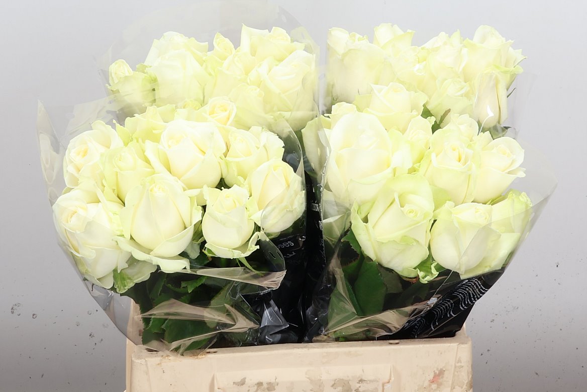 Rosa Avalanche+ 40cm