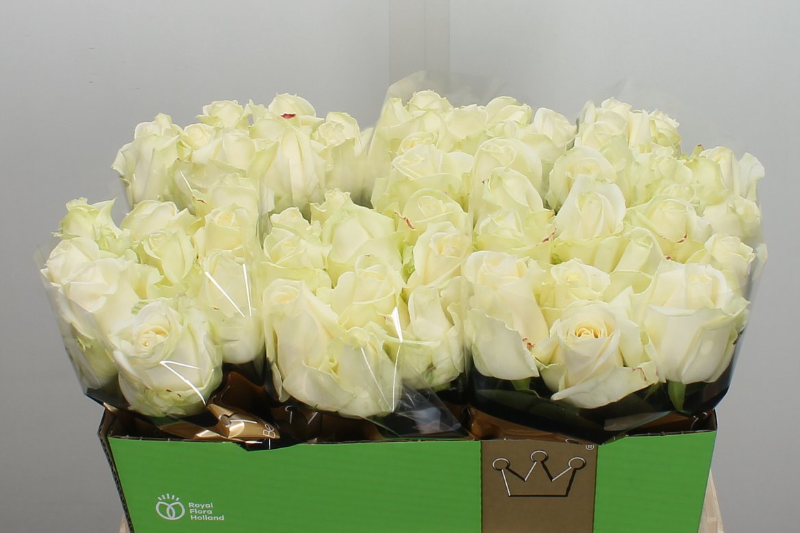 Rosa Avalanche+ 55cm