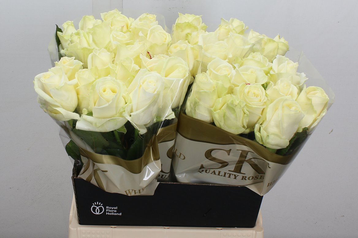 Rosa Avalanche+ 40cm