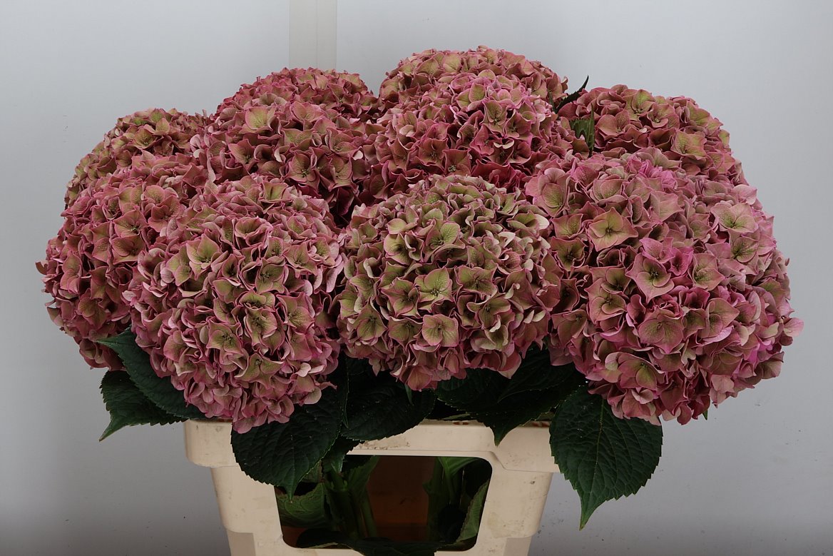 Hydrangea Rodeo Red Classic 60cm 18-20cm Hd