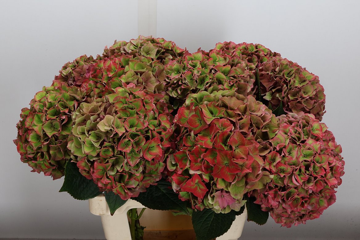 Hydrangea Rodeo Red Classic 60cm 18-20cm Hd