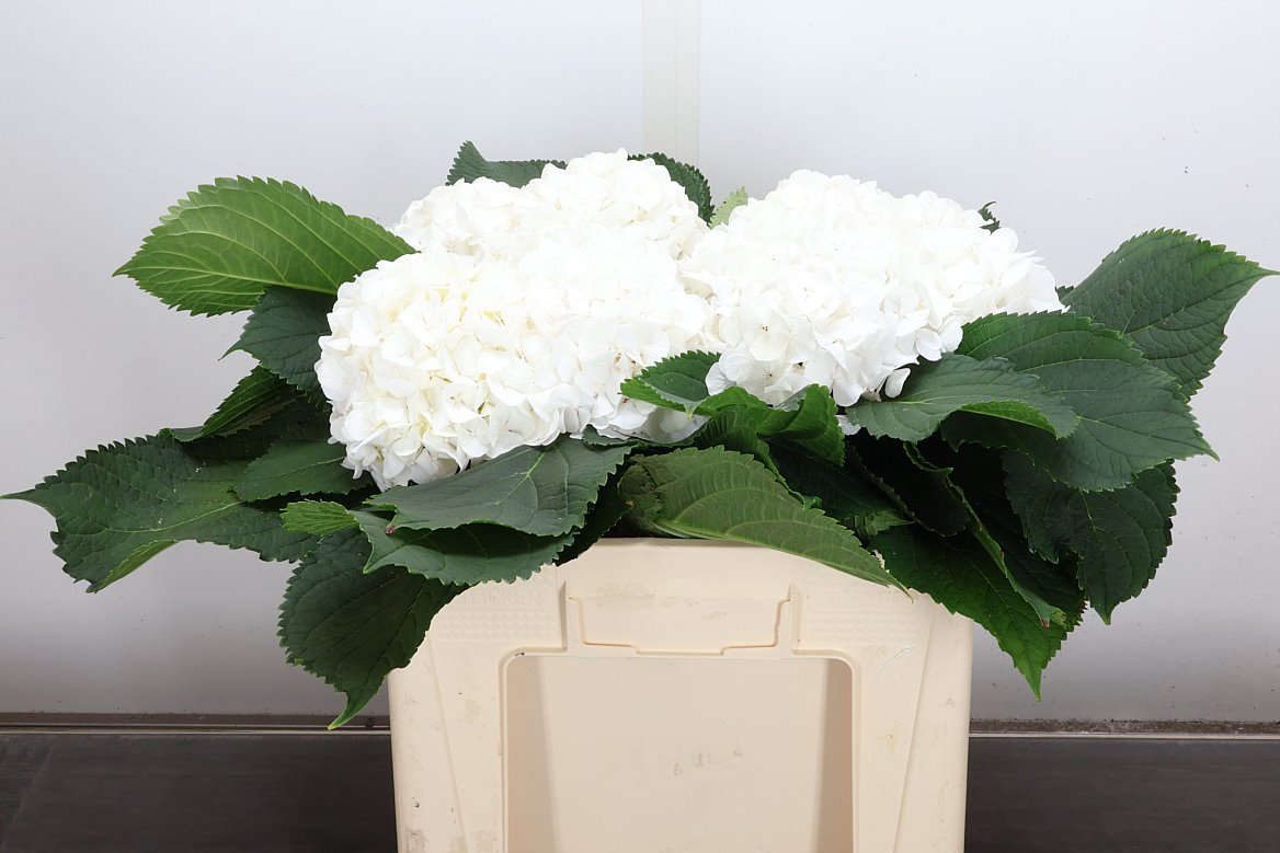 Hydrangea White Verena 50cm 13-15cm Hd