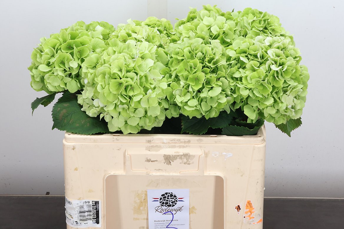 Hydrangea White Verena Classic 50cm 14-16cm Hd