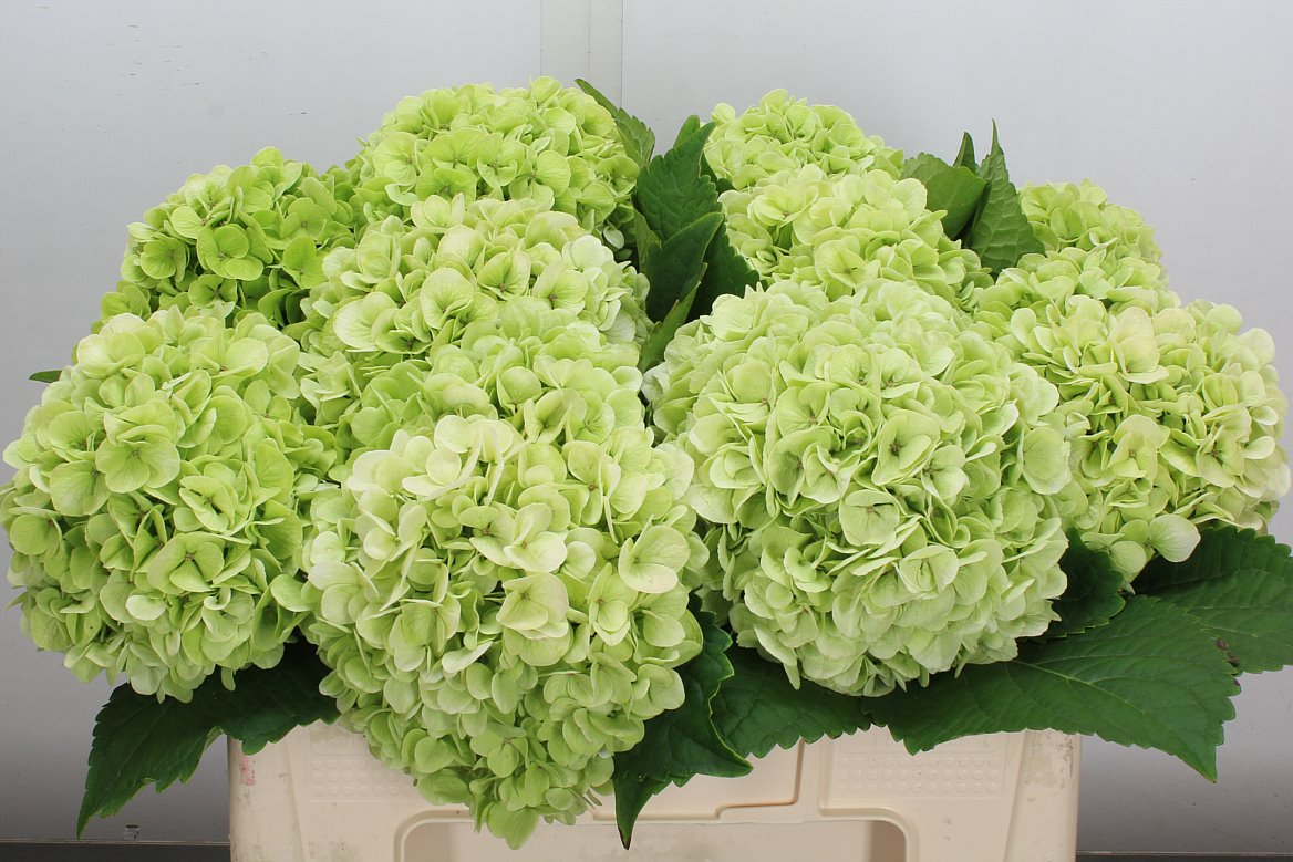Hydrangea Cannonball Classic 50cm 15-17cm Hd