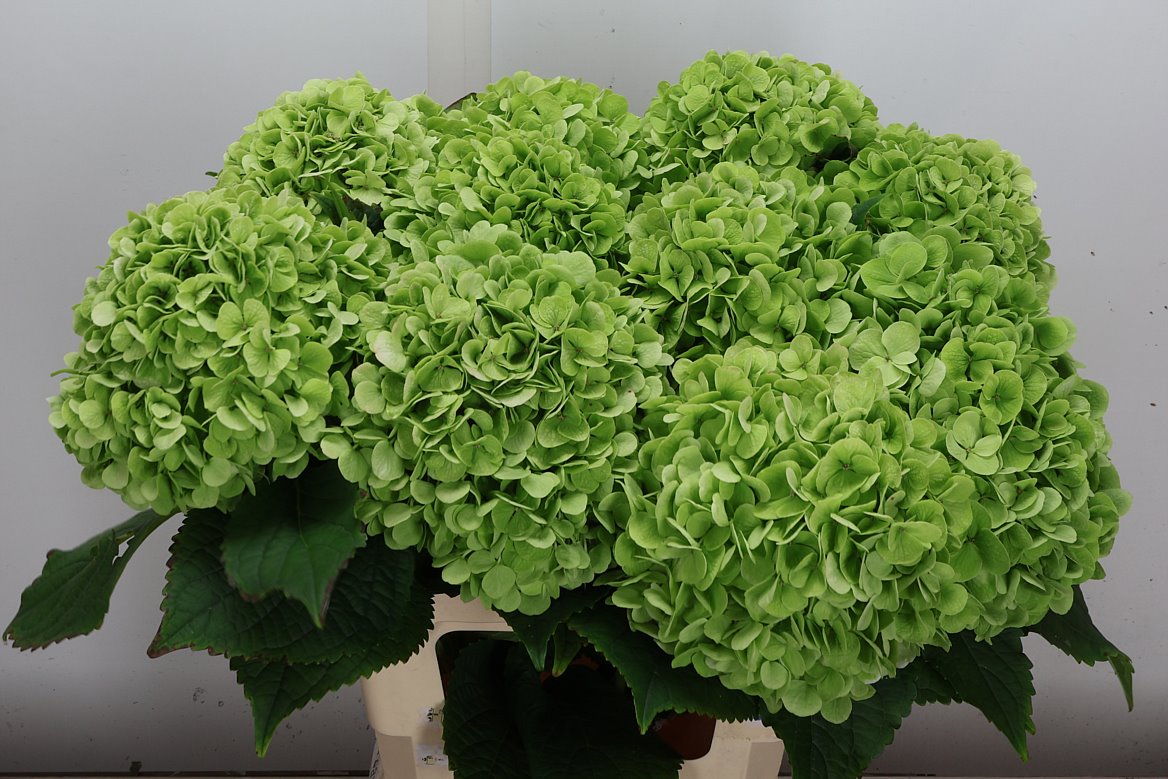Hydrangea Cannonball Classic 60cm 18-20cm Hd