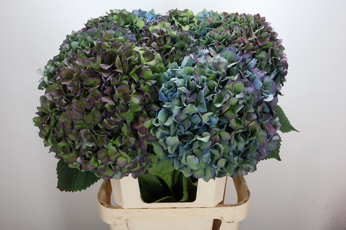 Hydrangea Pimpernel Classic 100cm 24-26cm Hd