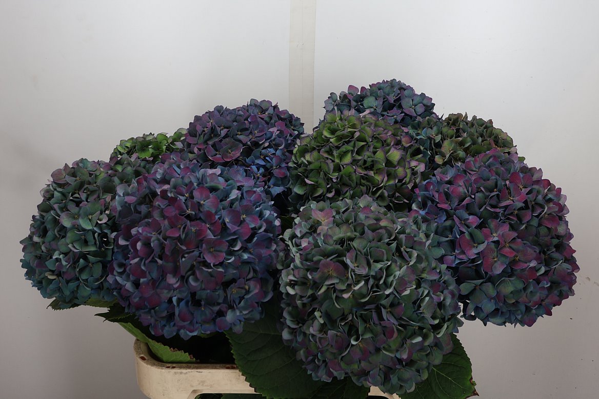 Hydrangea Pimpernel Classic 80cm 21-23cm Hd
