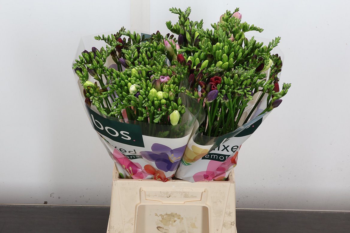 Freesia Single Mix 50cm 15gr.