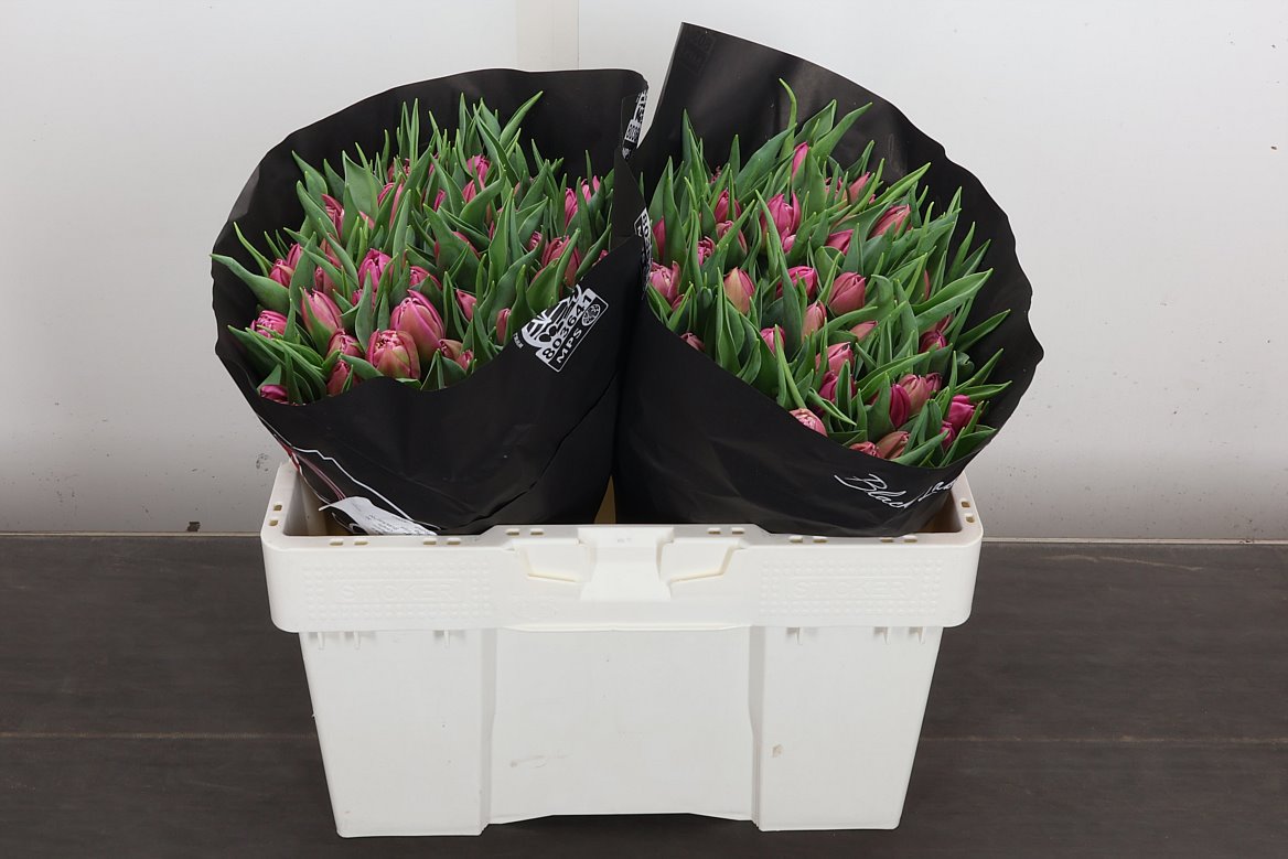 Tulip Double Double Princess 35cm 35gr.