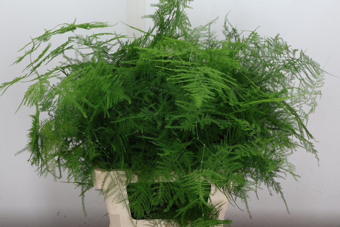 Asparagus Setaceus Green 60cm
