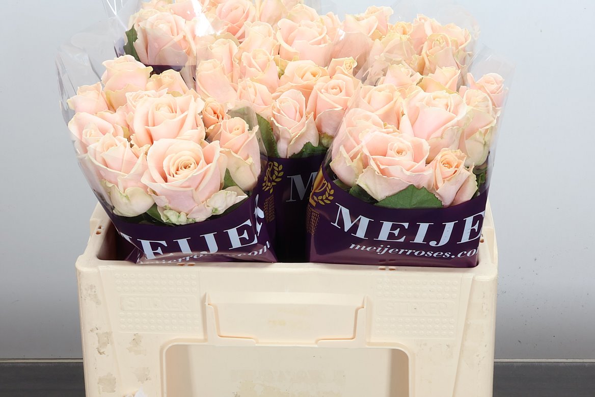 Rosa Pearl Avalanche+ 50cm