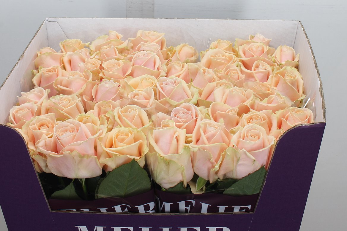 Rosa Pearl Avalanche+ 70cm