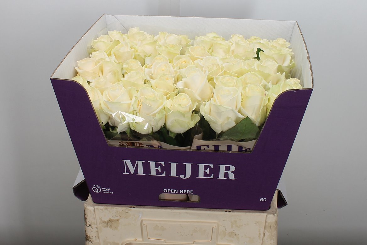 Rosa Four Seasons+ 60cm
