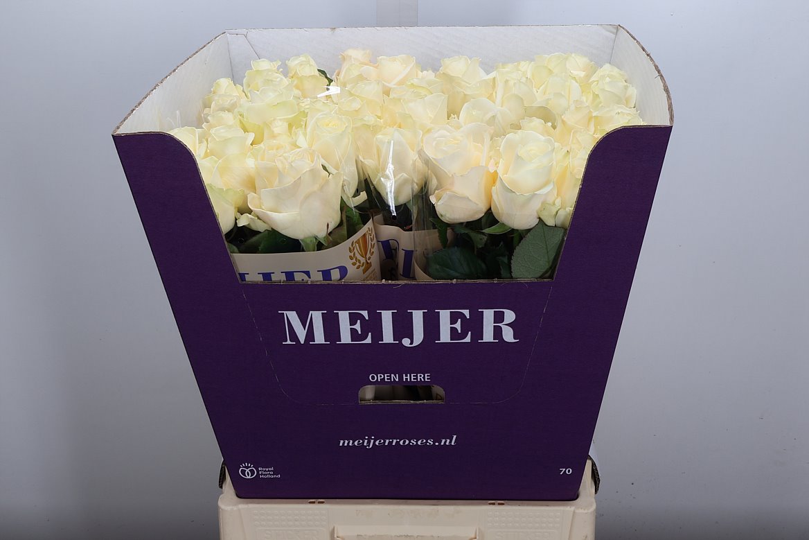 Rosa Four Seasons+ 70cm