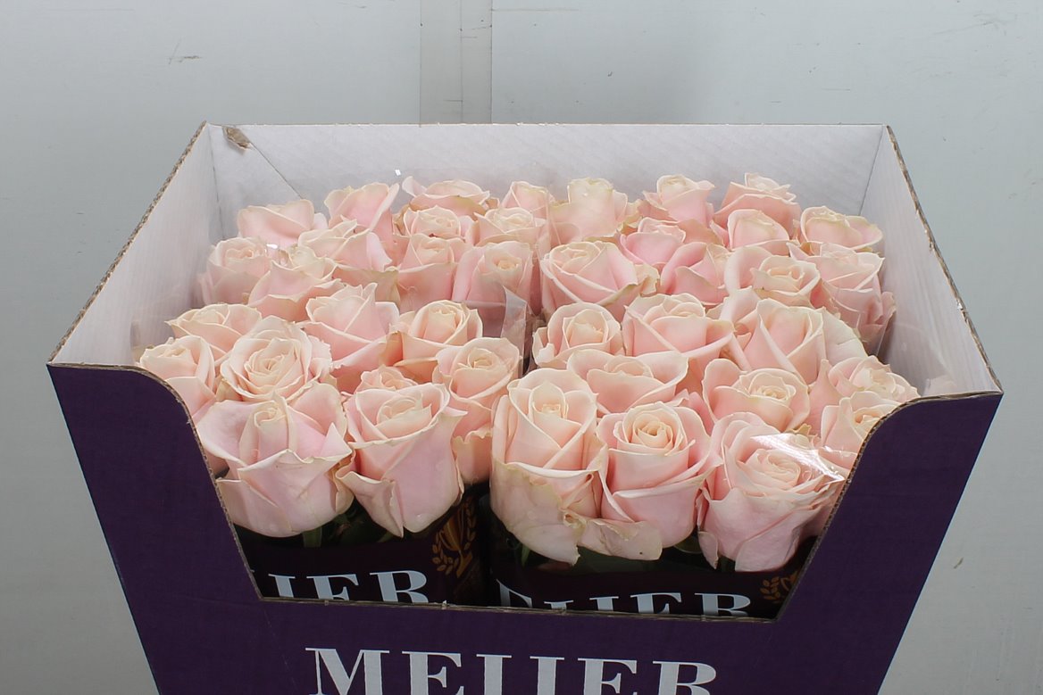 Rosa Sweet Avalance+ 60cm