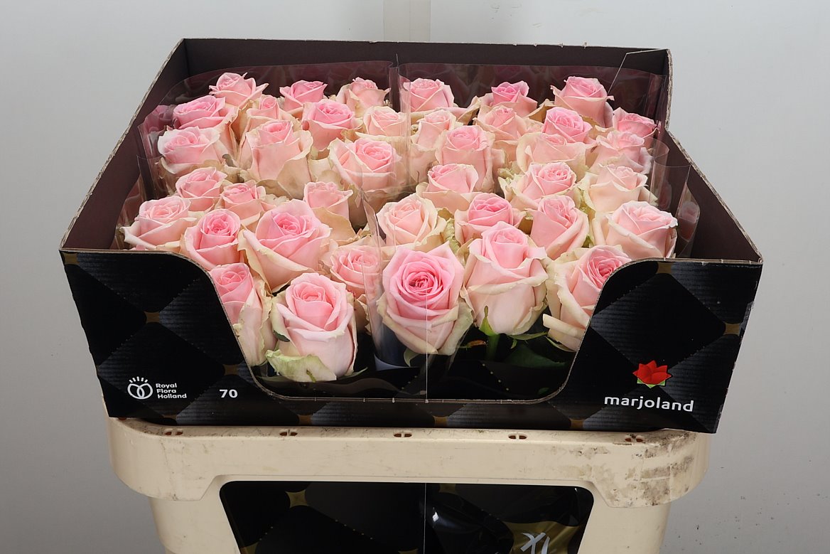 Rosa Sweet Dolomiti@ 70cm