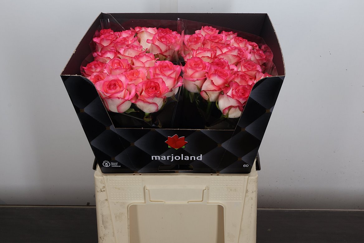Rosa Jumilia 60cm