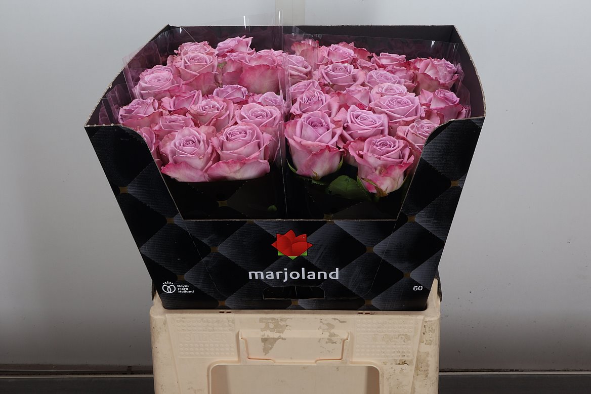 Rosa Nayeli! 60cm